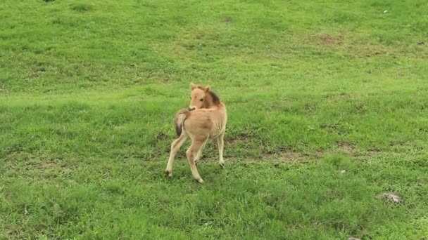 Cheval manger de l'herbe — Video