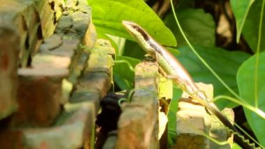 ağaç üzerinde sürünerek kertenkele