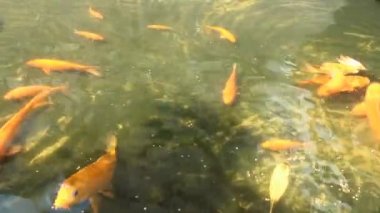 altın balık suda yüzmek