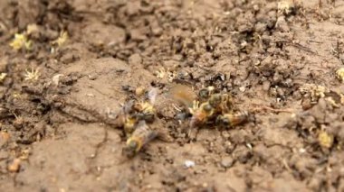 Arılar yere mücadele
