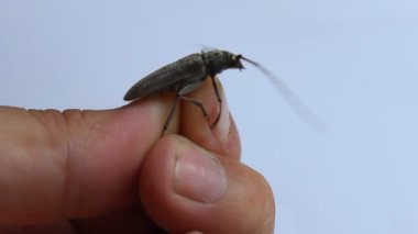  parmak holding böceği