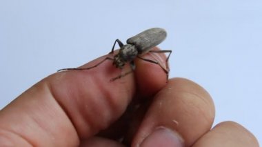  parmak holding böceği