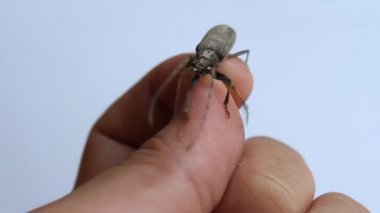  parmak holding böceği