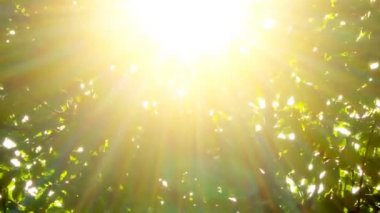 yaprakları güneş parlıyor