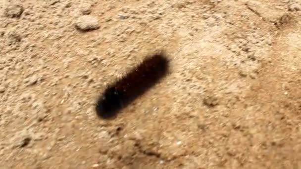 chenille brune rampant sur le sol 