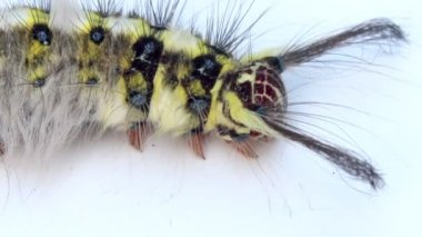 Tırtıl beyaz bir arka planda izole edilmiş.