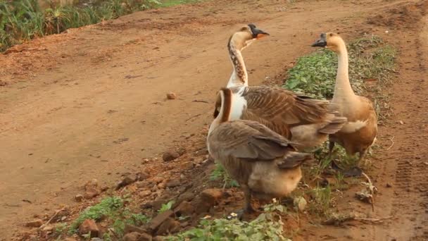 Geese feeding on grass shore — Stock Video