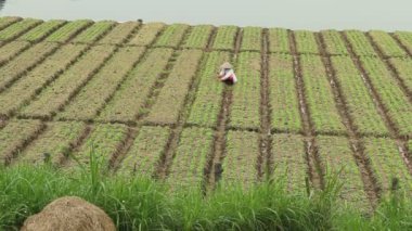 sebze alanında çalışan köylü kadın