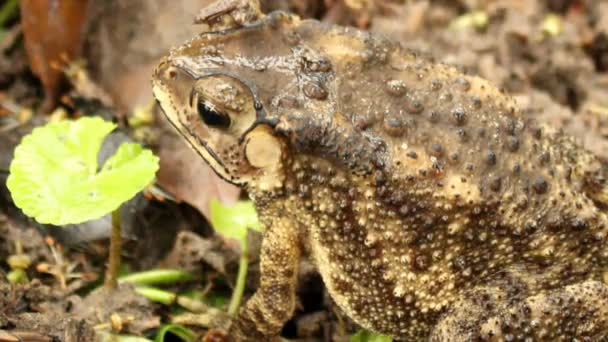 Toad In The Garden Stock Video C Dinhngochung 89291352