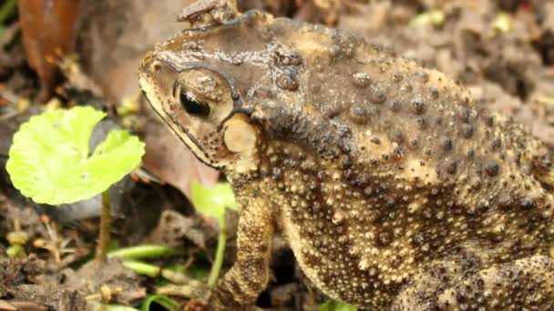 Sapo en el jardín — Vídeos de Stock