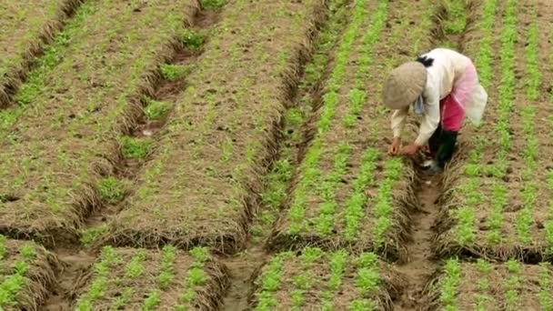 Mulher camponesa que trabalha no campo vegetal — Vídeo de Stock