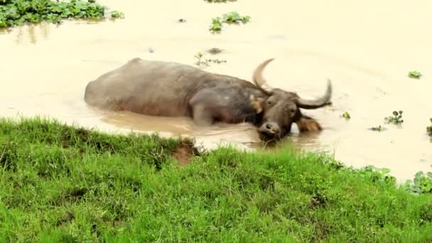 Waterbuffel met bad — Stockvideo