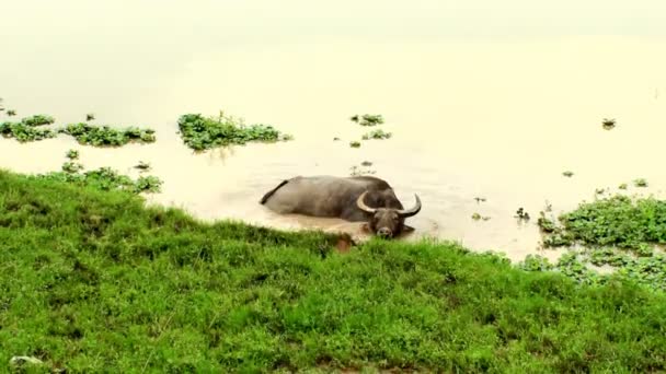 Water buffalo having bath — Stock Video