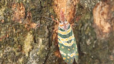 Yeşil ağustosböceği ağaç kabuğu üzerinde tünemiş