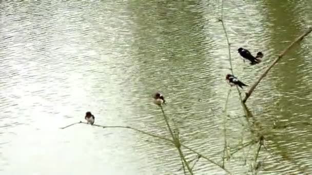 Swallow on branch — Stock Video