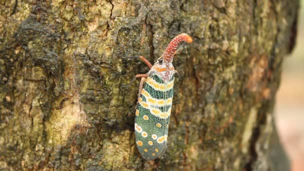 Green cicada perched on tree bark — Stock Video