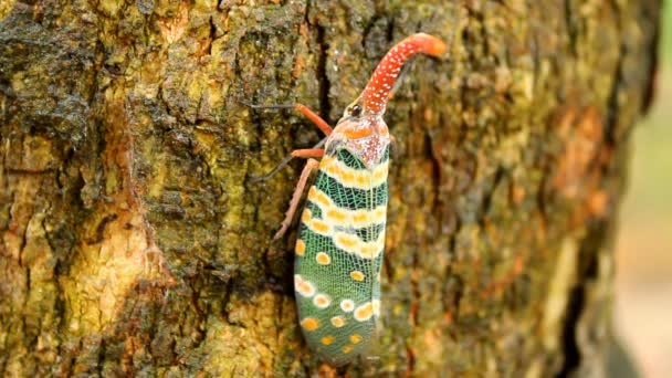 Green cicada perched on tree bark — Stock Video