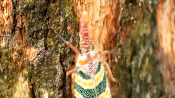 Green cicada perched on tree bark — Stock Video