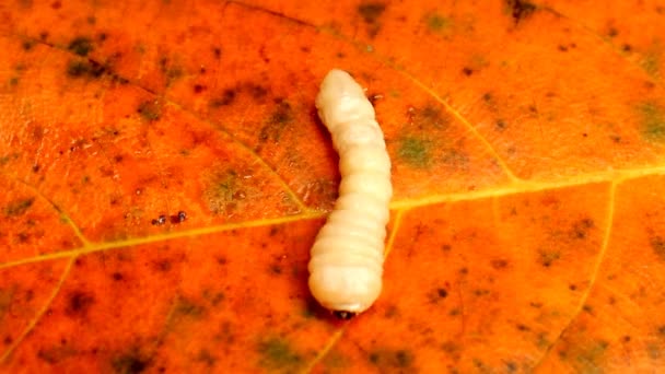 Pequeño gusano blanco en la hoja — Vídeos de Stock