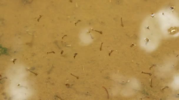 Některé larvy komára — Stock video