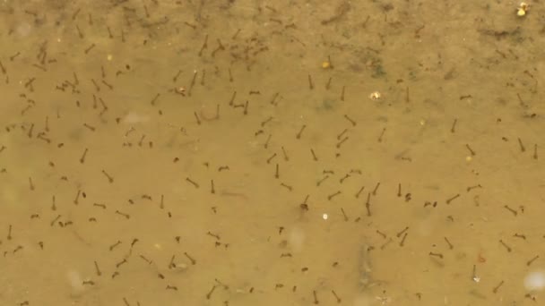 Sommige muggenlarven — Stockvideo
