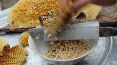 Arı larvaları yemek için almaya