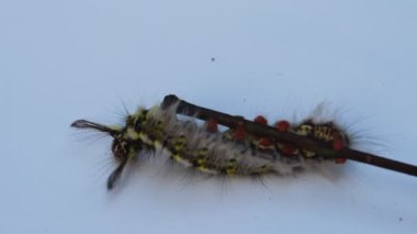 Tırtıl beyaz bir arka planda izole edilmiş.