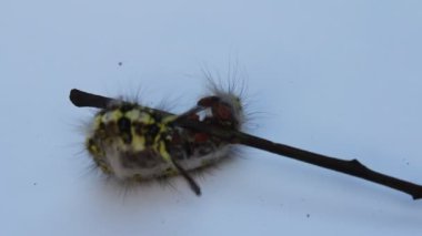 Tırtıl beyaz bir arka planda izole edilmiş.