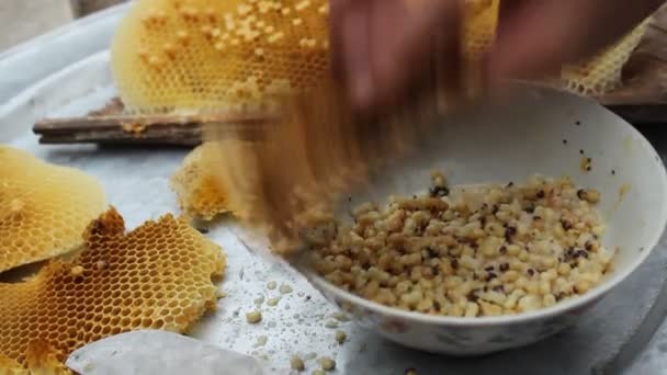 Bienenlarven als Nahrung bekommen — Stockvideo