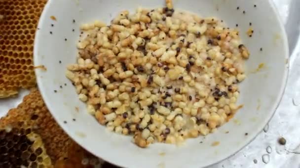 Obtendo larvas de abelhas para alimentos — Vídeo de Stock