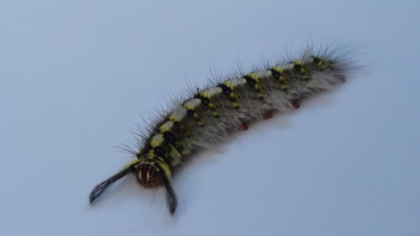 Chenille isolée sur fond blanc — Video