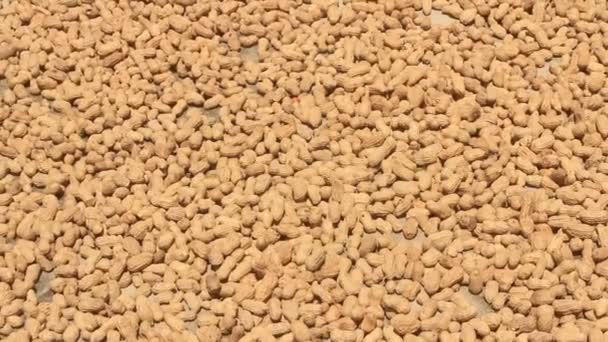 Sběr arašídové po sušení — Stock video