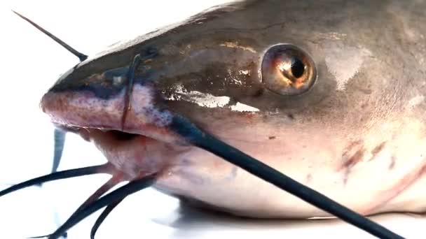 Fish out of water cat fish mouth gasping and dying — Stock Video