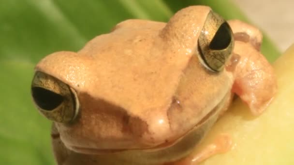 Frog op blad — Stockvideo