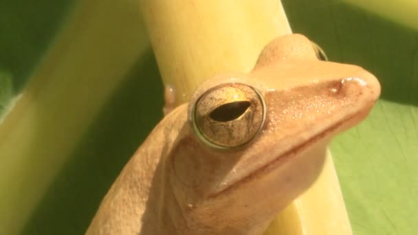 Лягушка на листе — стоковое видео