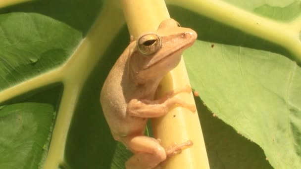 Frosch auf Blatt — Stockvideo