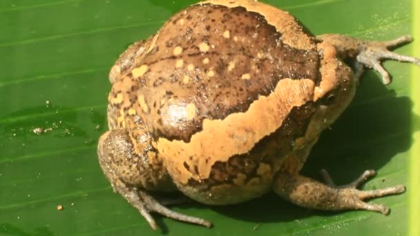 Странные bullfrog — стоковое видео