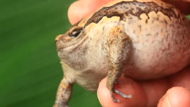 De vreemde bullfrog — Stockvideo