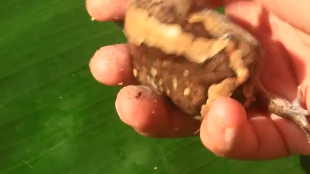 奇怪的牛蛙 — 图库视频影像