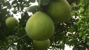 Greyfurt ağaç üzerinde