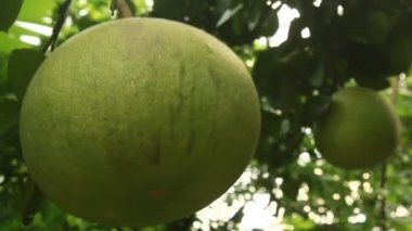 Greyfurt ağaç üzerinde