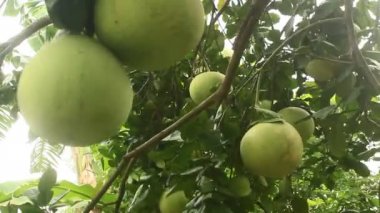 Greyfurt ağaç üzerinde