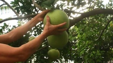 bir greyfurt ağacında toplama el