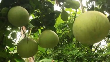 Greyfurt ağaç üzerinde