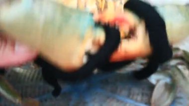 dize ile bağlı Yengeç