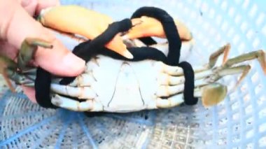 dize ile bağlı Yengeç