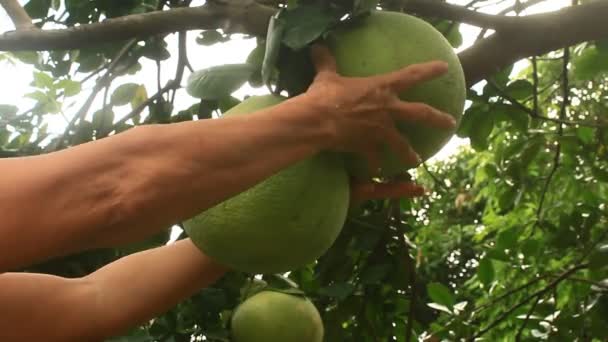 Cueillette manuelle d'un pamplemousse sur un arbre — Video