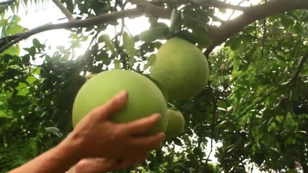 Cueillette manuelle d'un pamplemousse sur un arbre — Video