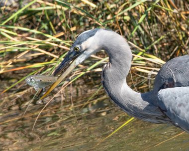 Great Blue Heron enjoying lunch along the Mattapoisett Rail Trail, Massachusetts