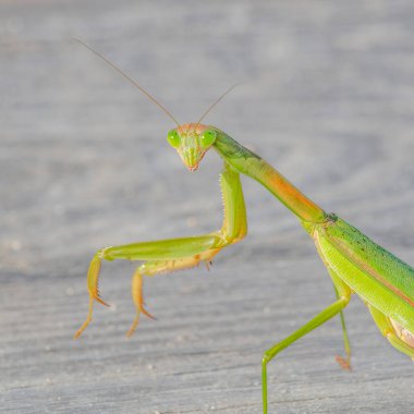 Praying Mantis in The Bogs, Mattapoisett River Reserve, Massachusetts